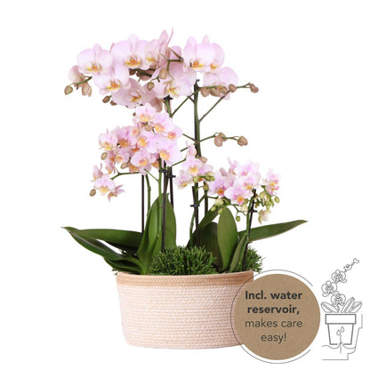 Kolibri Orchids | rosa Pflanzenset im Baumwollkorb - Pflanzfix24
