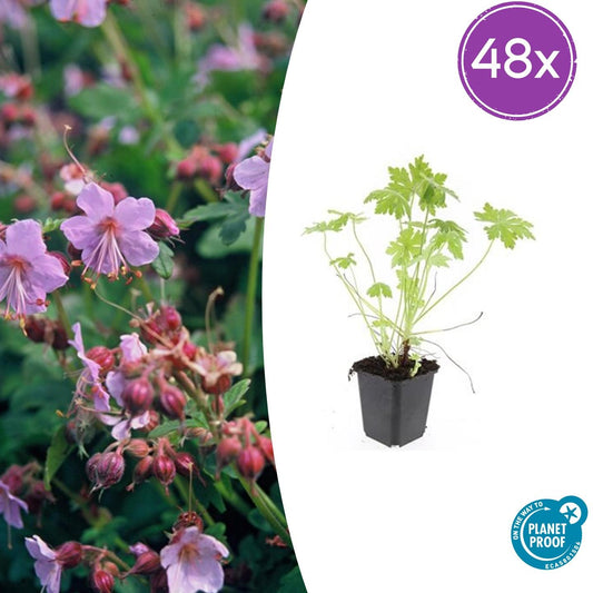48x Geranium macrorrhizum - ↕10-25cm - Ø9cm - Pflanzfix24