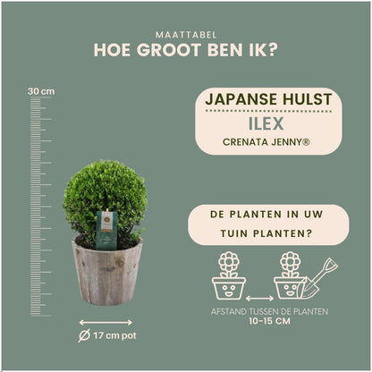 2x Ilex crenata 'Jenny' bol in houten pot | set van 2 stuks | 20 cm Ø diameter - Pflanzfix24