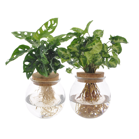 Bolglas Duo Monstera Adansonii/Syngonium Green - 2 Stücke - Pflanzfix24.de - Pflanzfix24.de