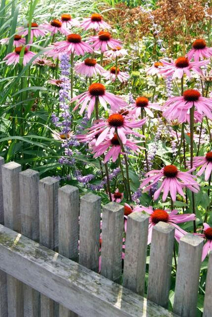 20x Echinacea purpurea 'Magnus' Ø9cm – Purpur-Sonnenhut bei Pflanzfix24