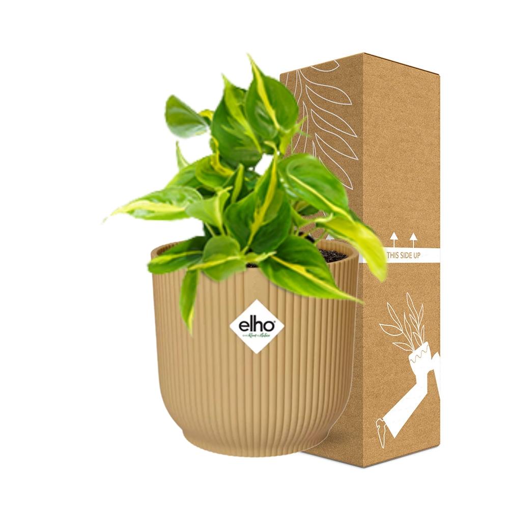Philodendron Scandens Brasil Ø14cm gelb – Zimmerpflanze | Pflanzfix24.de