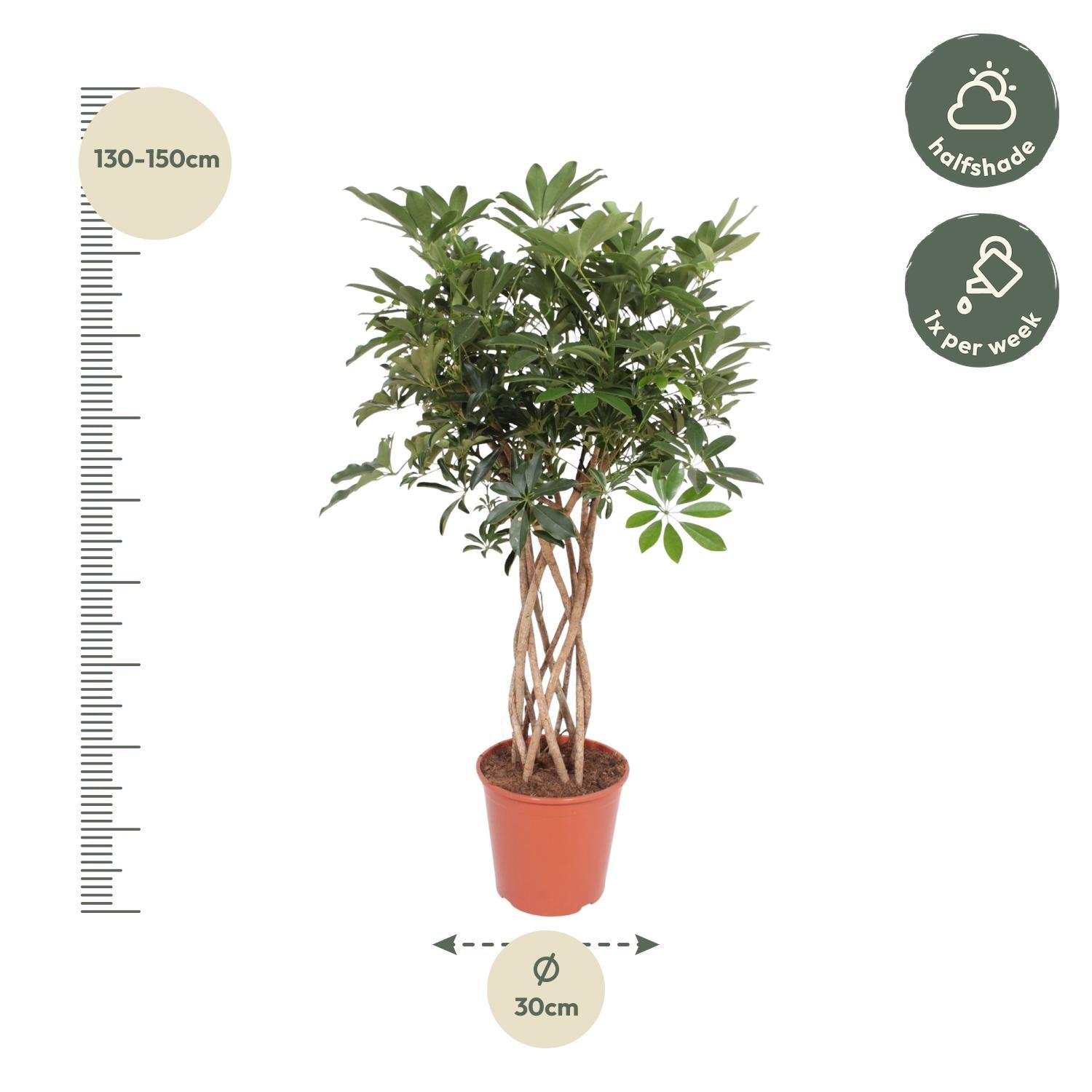 Schefflera Compacta geflochtener Stamm 130cm | Pflanzfix24.de - Pflanzfix24.de