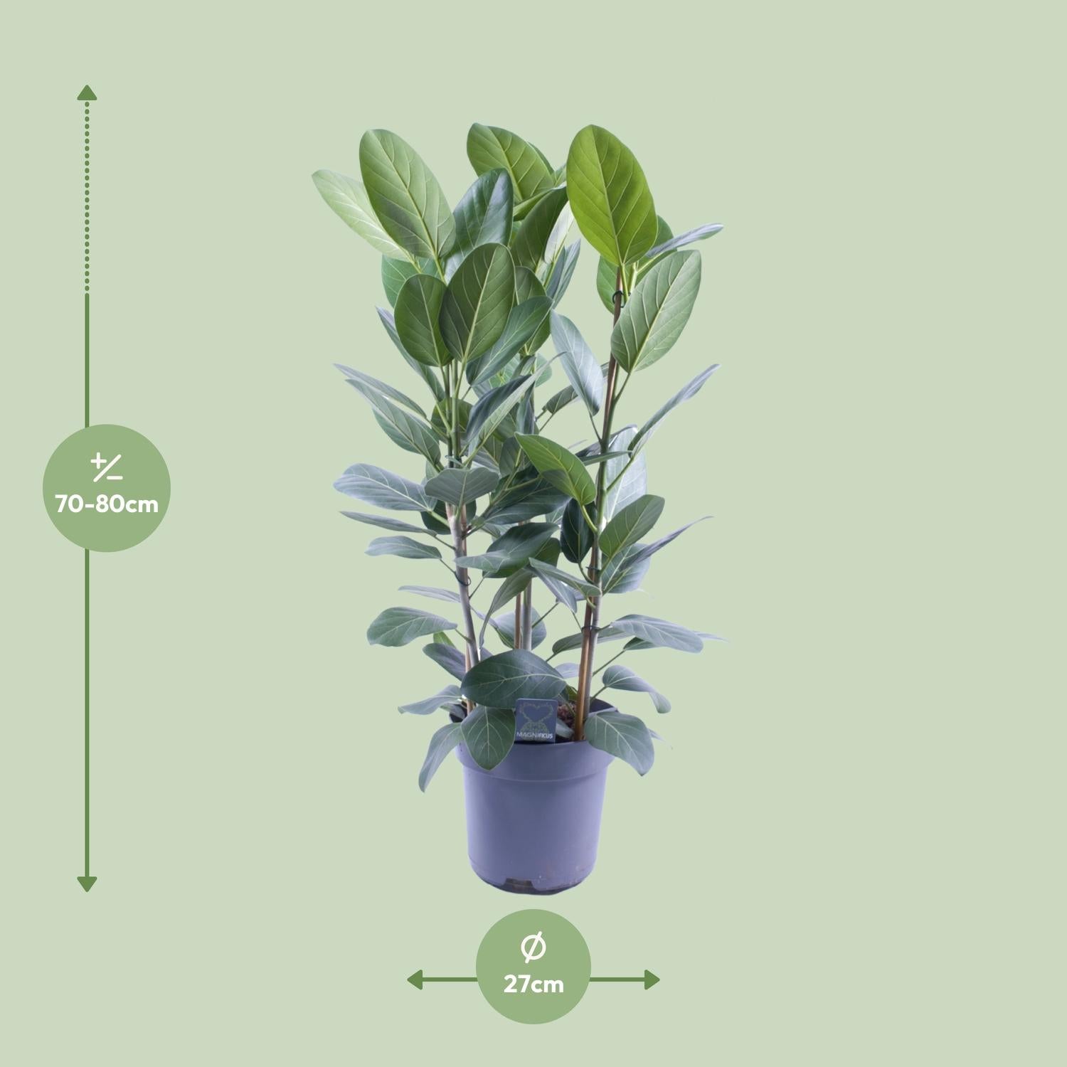 Ficus Audrey Toef 3 stekken - Ø27cm - ↕105cm - Pflanzfix24.de - Pflanzfix24.de
