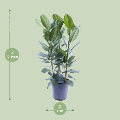Ficus Audrey Toef 3 stekken - Ø27cm - ↕105cm - Pflanzfix24.de - Pflanzfix24.de