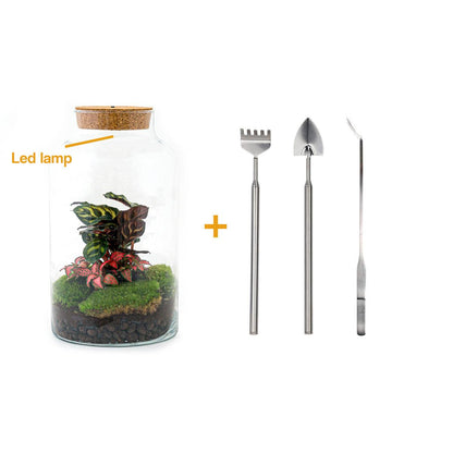 Flaschengarten - Milky Calathea mit Lampe - Pflanzfix24.de - Pflanzfix24.de