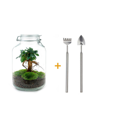 Flaschengarten - Ficus Ginseng Bonsai DIY Set - Pflanzfix24