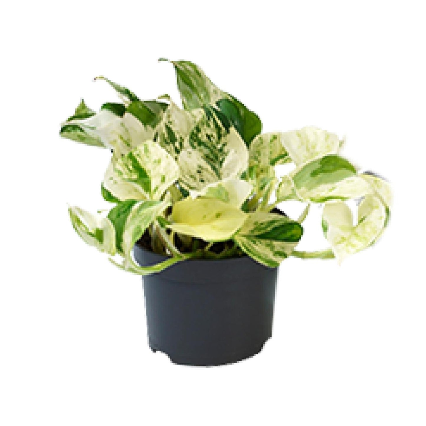 Epipremnum Marble Queen Ø12cm – pflegeleichte Geldpflanze | Pflanzfix24.de - Pflanzfix24.de