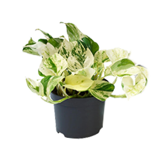 Epipremnum Marble Queen Ø12cm – pflegeleichte Geldpflanze | Pflanzfix24.de - Pflanzfix24.de