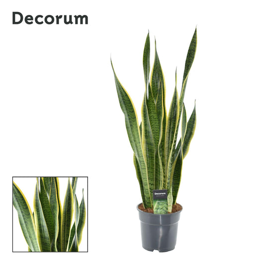 Sansevieria Laurentii XL (Decorum) - Pflanzfix24