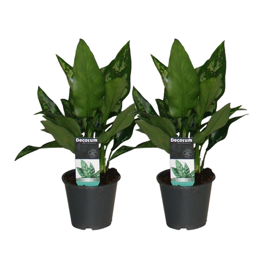 Aglaonema Maria - 2 Stücke - ø12cm - ↕30cm bei Pflanzfix24