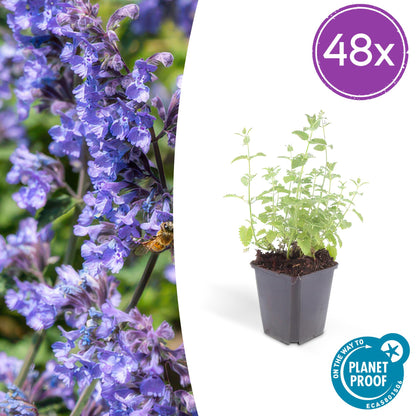 48x Nepeta 'Six Hills Giant' - ↕10-25cm - Ø9cm - Pflanzfix24