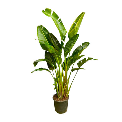 Strelitzia Augusta multi stam XXL 250 cm Ø30-40 – Weiße Paradiesvogel Pflanze | Pflanzfix24