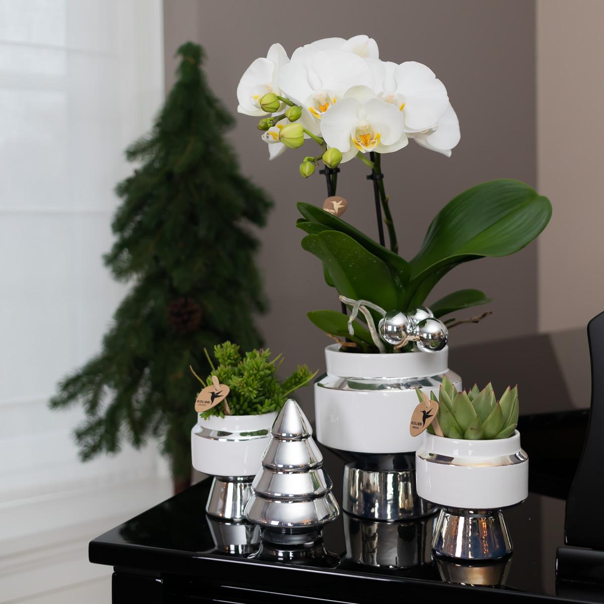 Kolibri Home Le Chic Blumentopf Weiß Ø6cm mit Silber – Keramik | Pflanzfix24.de - Pflanzfix24.de
