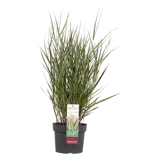 Panicum virgatum 'Cheyenne Sky' Gras Ø23cm 60cm – pflanzfix24