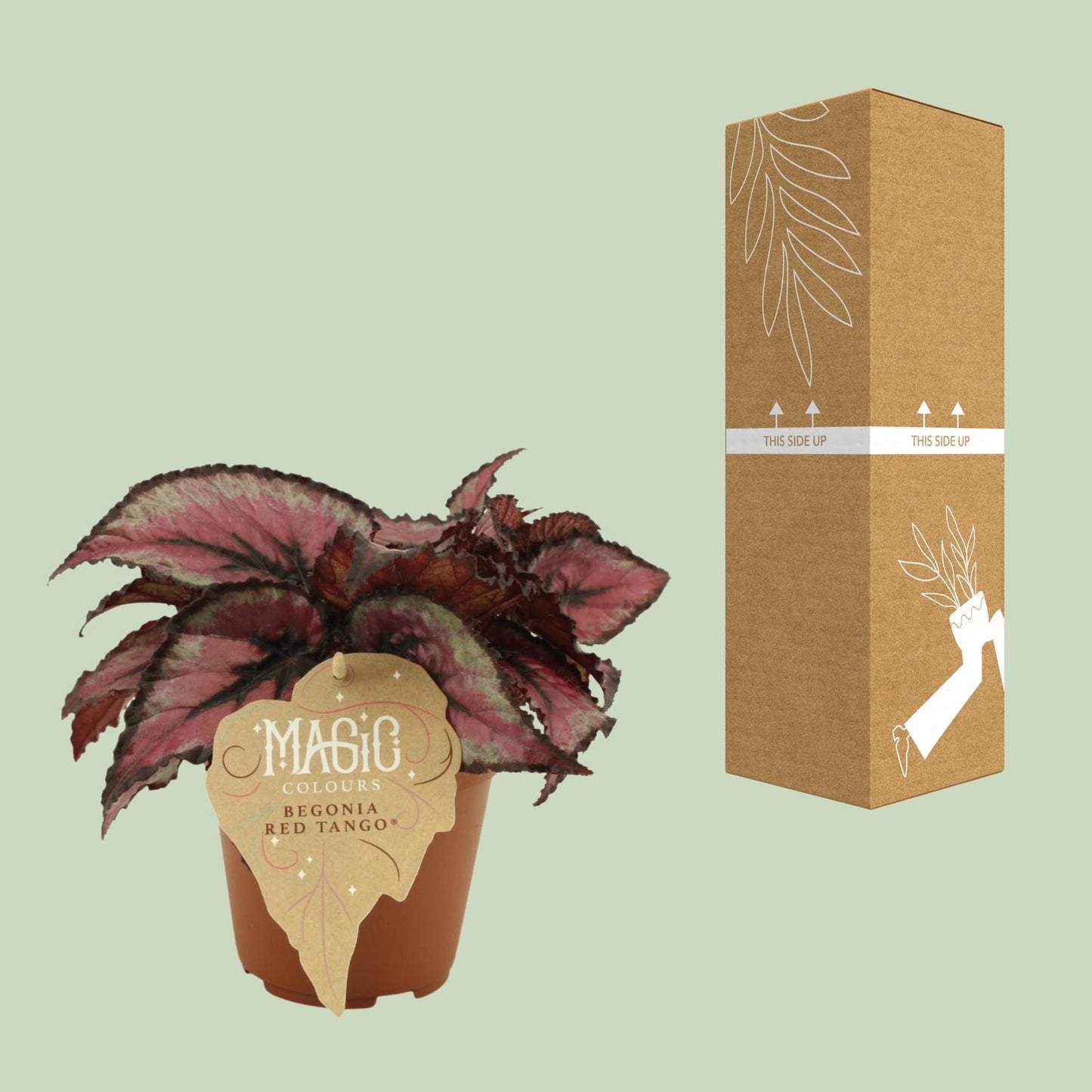 Begonia Rex Red Tango - Ø12 ↕25 bei Pflanzfix24