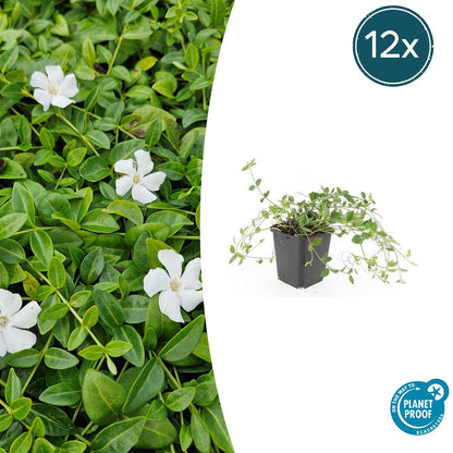 12x Vinca minor 'Gertrude Jekyll' Bodendecker 10-25cm Ø9cm | Pflanzfix24.de - Pflanzfix24.de