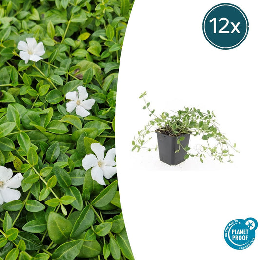 12x Vinca minor 'Gertrude Jekyll' Bodendecker 10-25cm Ø9cm | Pflanzfix24.de - Pflanzfix24.de