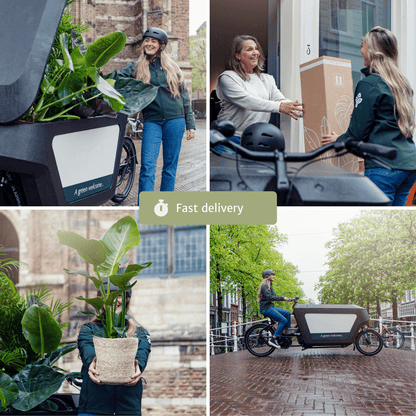 Trockenblumen Natural im Briefkasten – Pflanzfix24.de - Pflanzfix24.de