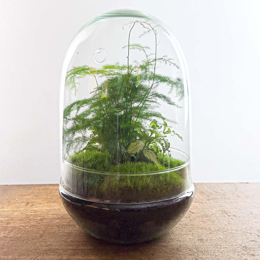 Flaschengarten DIY Terrarium - Egg XL - ↕ 30 cm - Pflanzfix24.de - Pflanzfix24.de