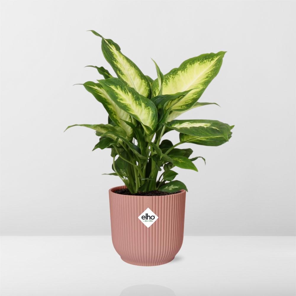 Dieffenbachia 'Camilla' in ELHO Vibes Fold 14cm roze - Pflanzfix24