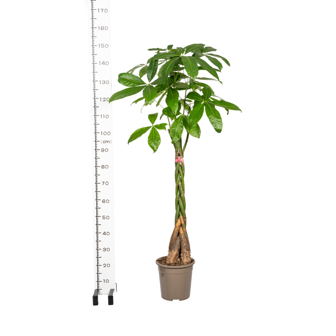 Pachira Aquatica Ø24cm - ↕120-140cm - Pflanzfix24
