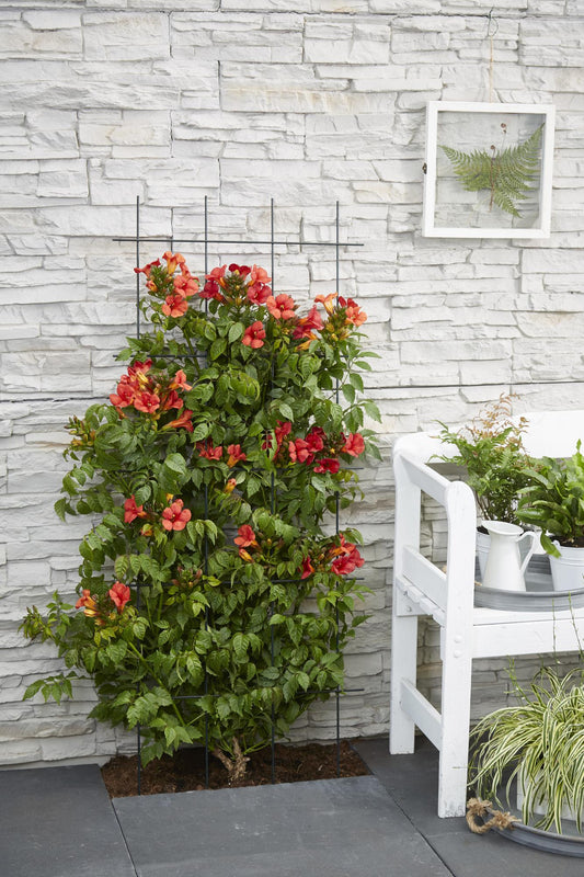 2x - Campsis Summer Jazz 'Fire Trumpet' - ↨65cm - Ø15 - Pflanzfix24.de - Pflanzfix24.de