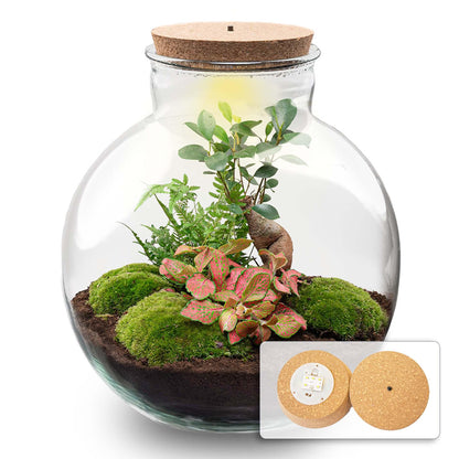 Terrarium Bolder Bob Bonsai + LED-Beleuchtung - Pflanzfix24