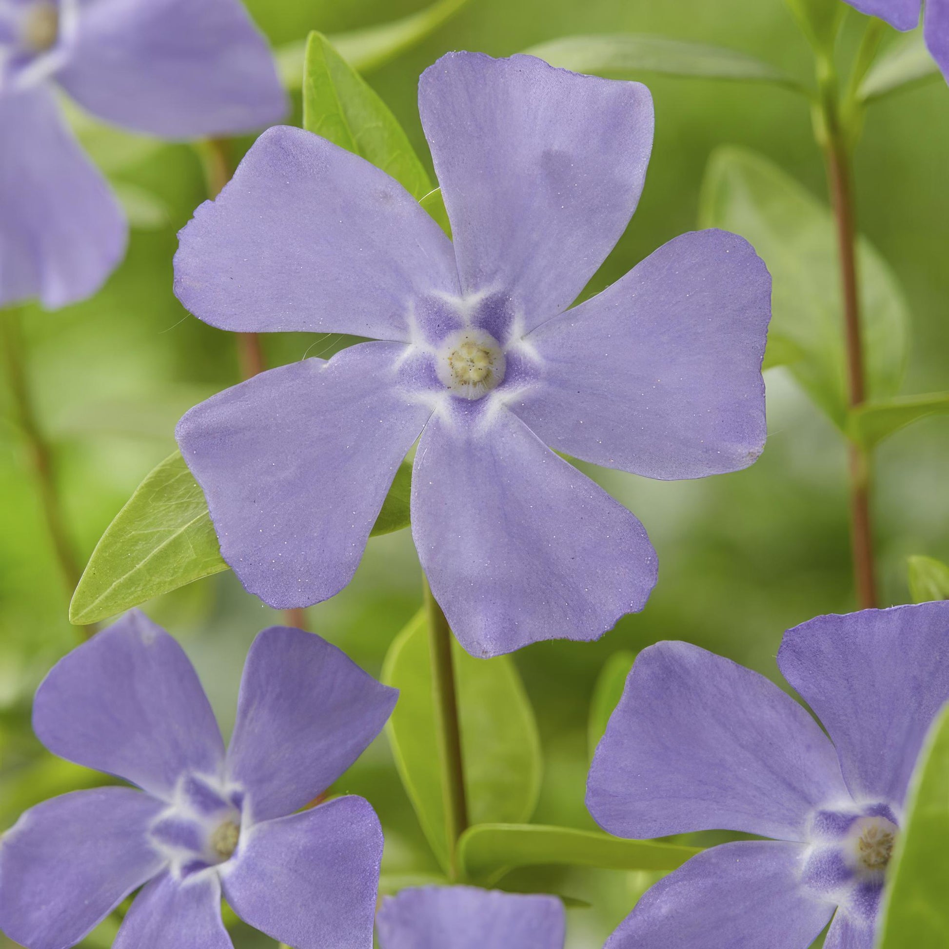 12x Vinca minor Bodendecker 10-25cm Ø9cm | Pflanzfix24.de - Pflanzfix24.de
