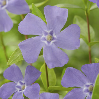 12x Vinca minor Bodendecker 10-25cm Ø9cm | Pflanzfix24.de - Pflanzfix24.de