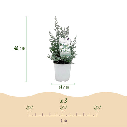 pflanzfix24 - Eucalyptus gunnii - Terrassenpflanze - 4er Set - Winterhart