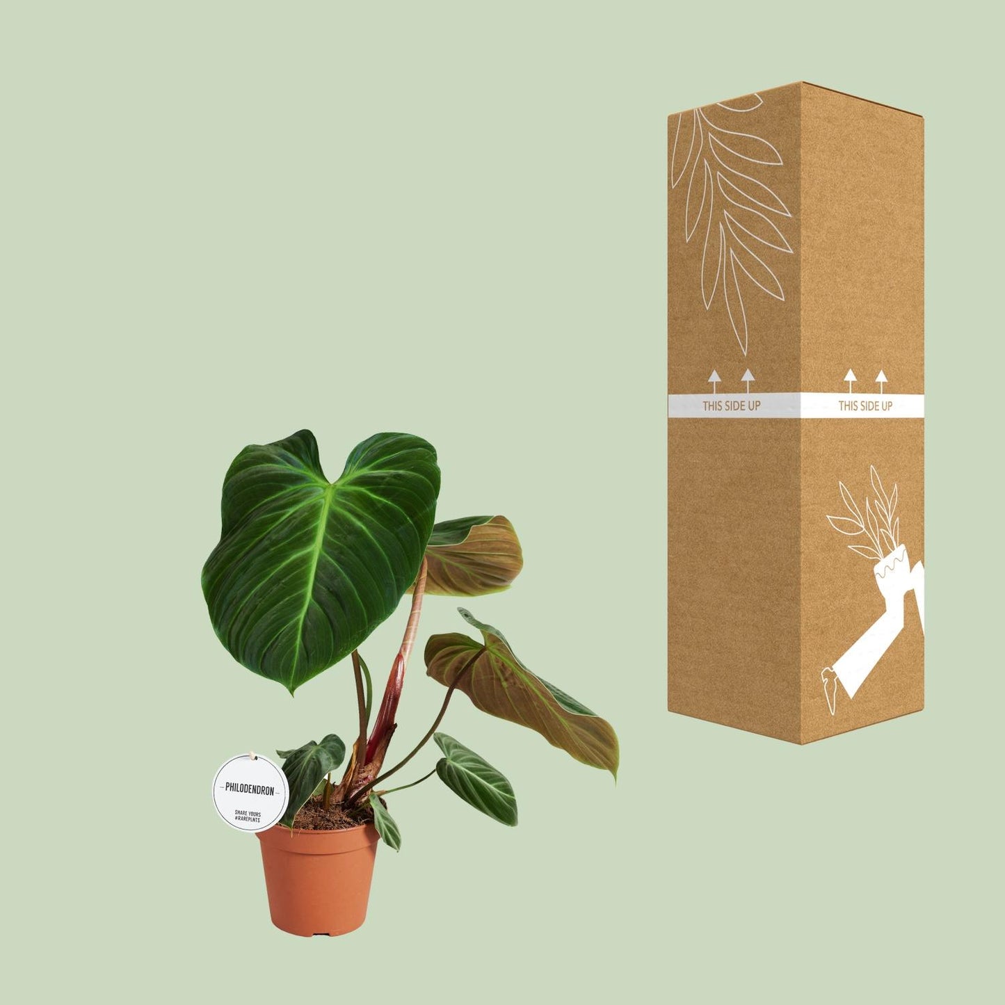 Philodendron El Choco Red - Ø15cm - ↕50cm - Pflanzfix24