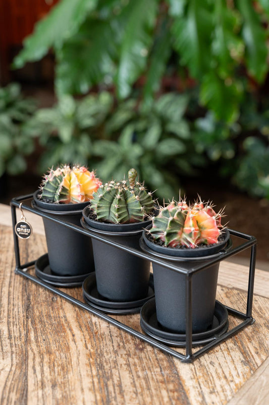 Cactus Trio In Design Frame - Ø25cm - ↕12cm - Pflanzfix24.de - Pflanzfix24.de