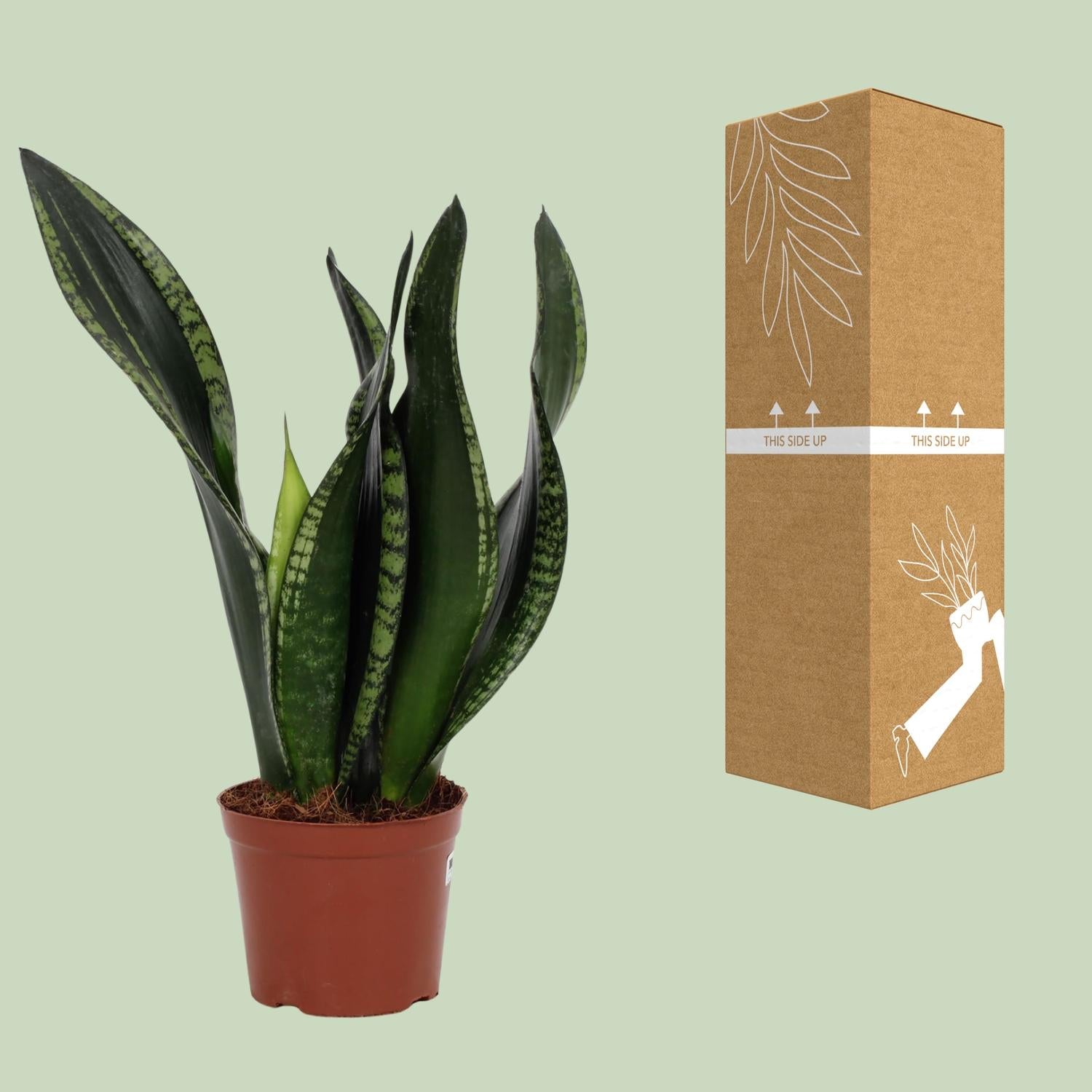 Sansevieria Whitney 12cm – Schwiegermutterzunge bei Pflanzfix24.de - Pflanzfix24.de