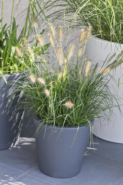 Pennisetum alopecuroides 'Hameln' - Ø19cm - Pflanzfix24