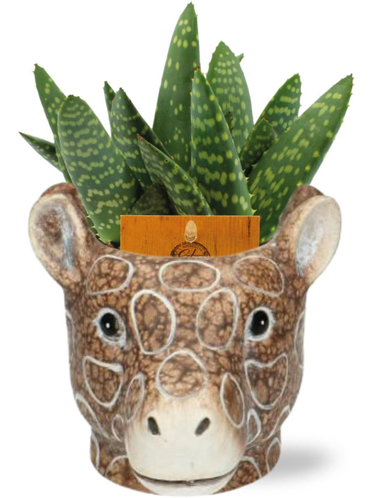 Aloe Paradisicum + Planter Giraf Set - Pflanzfix24.de - Pflanzfix24.de