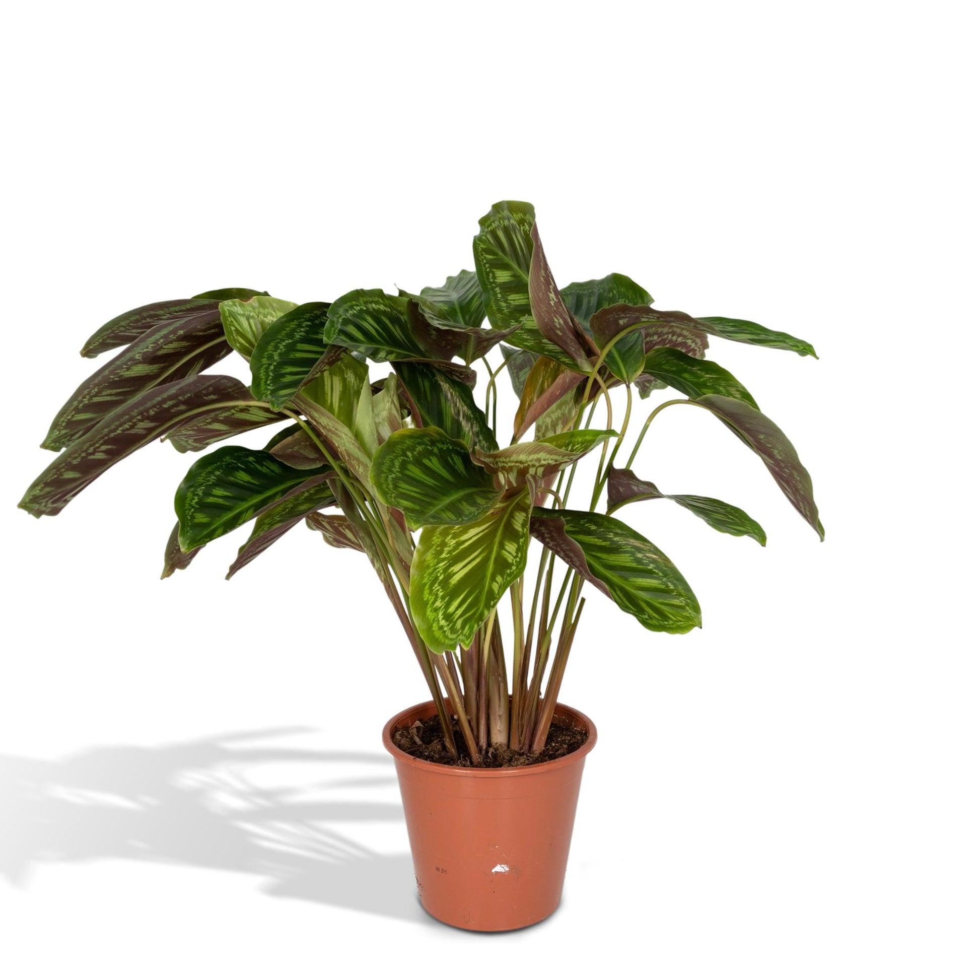 Calathea Flamestar - Pflanze - Ø19cm - Pflanzfix24.de - Pflanzfix24.de