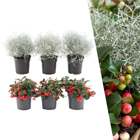 Winterwunderland Mix Set - 3 x Gaultheria + 3x Calocephalus - Ø 10 cm ↨ 15 cm - Pflanzfix24