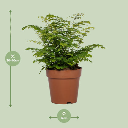 Adiantum Fritz Luthi - Ø12cm - ↕35cm bei Pflanzfix24