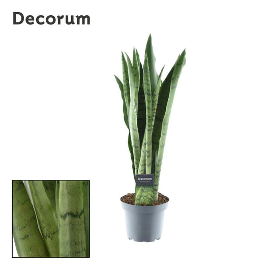 Sansevieria Spearmint - Ø14cm - ↕55cm - Pflanzfix24