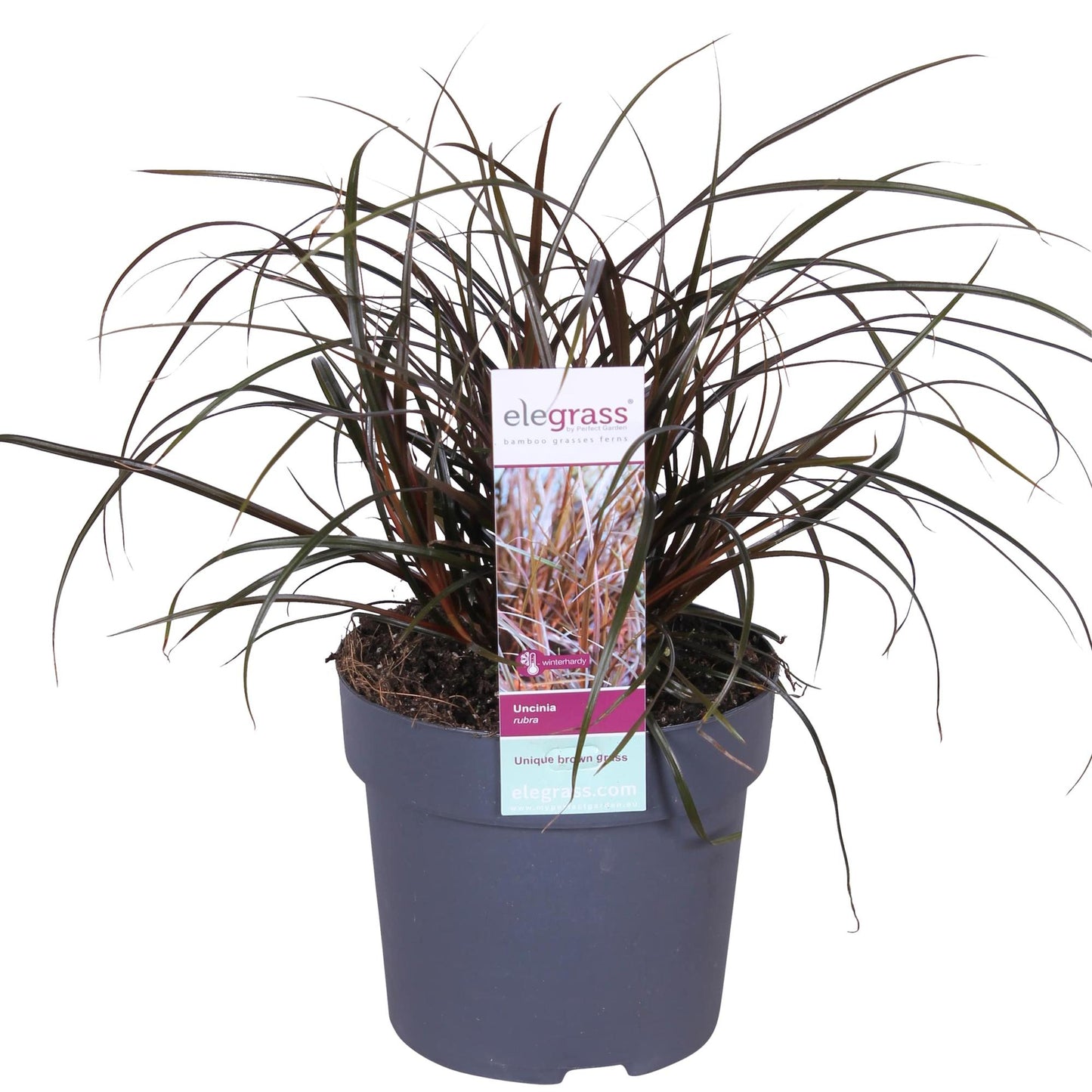 Uncinia Rubra - Ø14cm - ↕30cm - Pflanzfix24