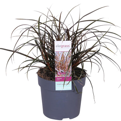 Uncinia Rubra - Ø14cm - ↕30cm - Pflanzfix24