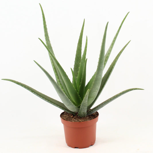 Aloe Vera - Ø19cm - ↕70cm bei Pflanzfix24