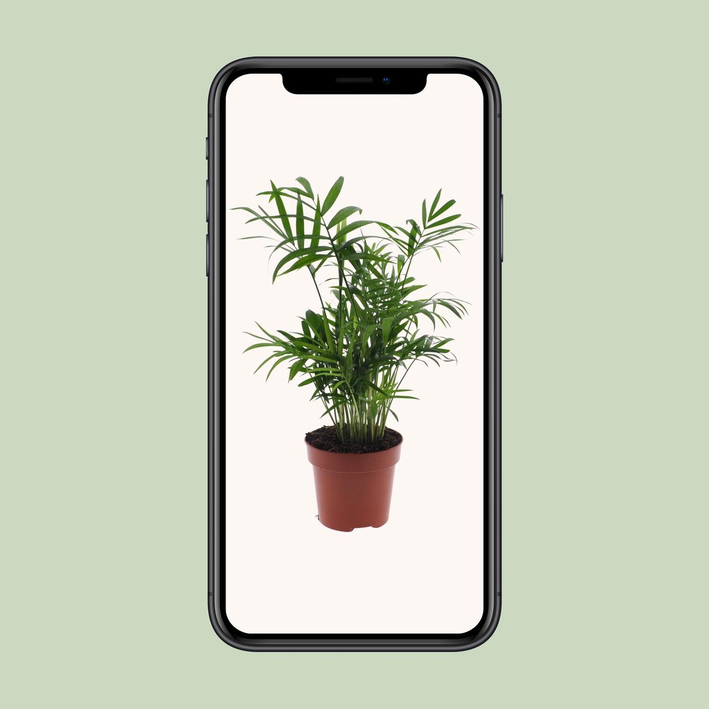 Chamaedorea Elegans - Mexikanische Bergpalme - Ø17cm - Pflanzfix24.de - Pflanzfix24.de