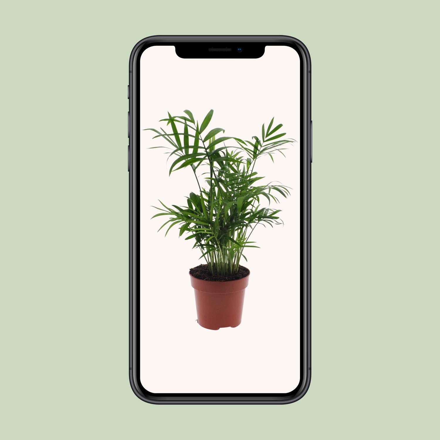 Chamaedorea Elegans - Mexikanische Bergpalme - Ø17cm - Pflanzfix24.de - Pflanzfix24.de