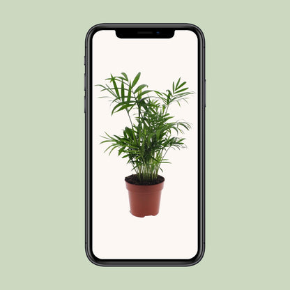 Chamaedorea Elegans - Mexikanische Bergpalme - Ø17cm - Pflanzfix24.de - Pflanzfix24.de