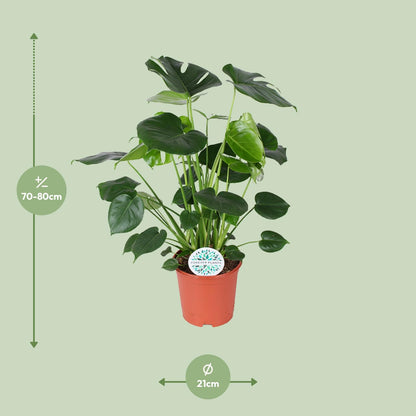 Monstera Deliciosa - Ø21cm - ↕80cm - Pflanzfix24