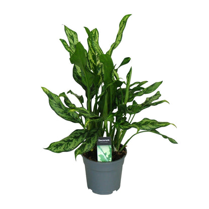 Aglaonema Maria - Ø17cm - ↕55cm - Pflanzfix24