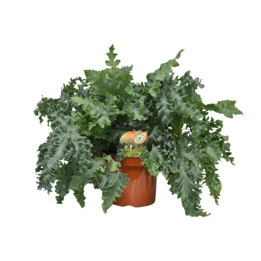 Goldener Tüpfelfarn - Phlebodium Davana - Ø26cm - Pflanzfix24