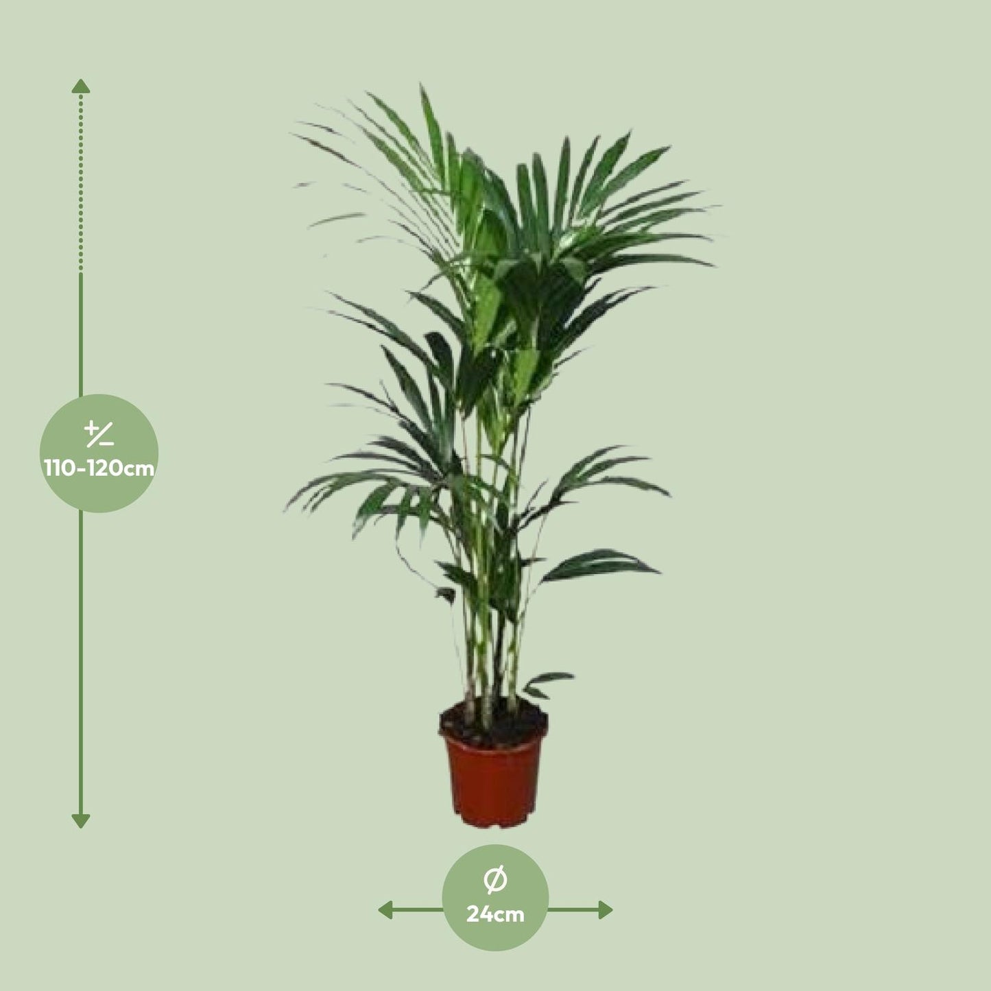 Kentia-Palme - Howea forsteriana - Ø21cm - ↕120cm - Pflanzfix24.de - Pflanzfix24.de